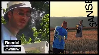 Roedel - Zwaluw