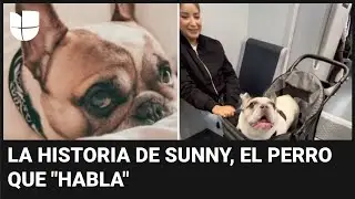 Conoce a Sunny, el perro que 