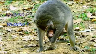 OMG ! Breaking Heart! Baby Jayden Just Born, Why Mom Jade Doing Like This, Hit Baby# How Monkey Cry