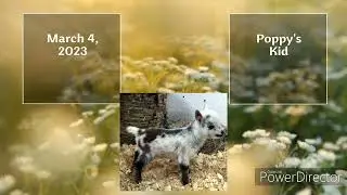 Whispering Woods Goat Kid Births 2023