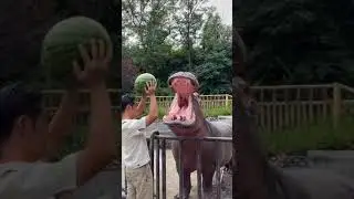 Hipop&oacute;tamo comendo melancia #shorts