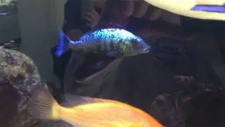 Adult male Fossorochromis rostratus