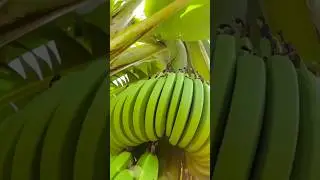 premium quality banana#viral #farming #shortvideo #shortvideo