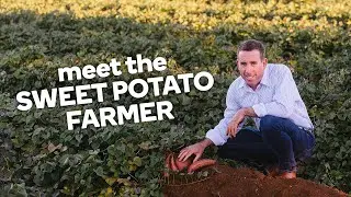 Meet the sweet potato farmer - Fresh stories from the farm