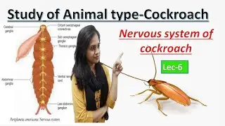 Ch-Study of Animal Type-Cockroach || Nervous System of Cockroach