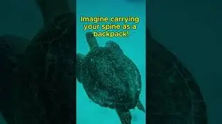 🐢 Turtle Facts That&rsquo;ll Shell-Shock You! #TurtleFacts #AnimalShorts #Wildlife #FunnyFacts #Nature