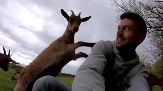 Visiting a Goat Farm in France