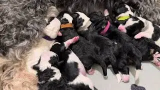 Lola's micro mini doodle puppies born today . 12-22-24