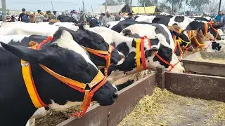 देखिए आईफा दुवारा प्रकाशित “उन्नत किसान”दुधारू पशुओं व खेती की क्या जानकारी दे रही है