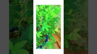 #mimosapudica#tuch me not#botanicalplants#stangeplants