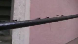 Canon Legria HF S21 sample video macro shot(Full HD 1080p) : ANTS ON A WIRE close up