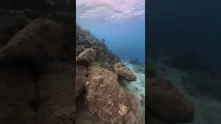 Fish on Something Special in Bonaire