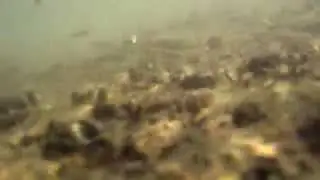 Aphanius dispar , Mediterranean shore , Northern Israel