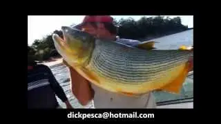 PESCARIA DE DOURADO COM ISCA NATURAL - 15 KGS DE OURO