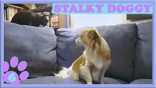 Stalky Doggy Gets Stalked (ep 6 of 9)