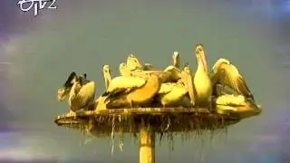 Kaikalur's Kolleru Bird Sanctuary - Part 1