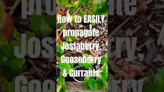 How to EASILY propagate Jostaberry, Gooseberry & Currants &bull; 4 Easy Steps!
