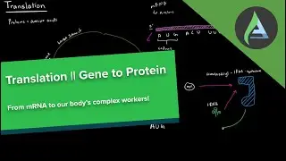 Translation || From DNA to Protein Part 2