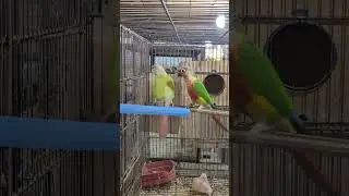 Pineapple Conure Parrots