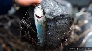 !!snake river trout fishing 2023!!