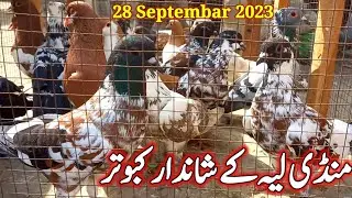 Mandi Layyah ke Shandar Kabutar | Kabootar Mandi Layyah | Pigeon Market Pakistan | Kabutar Bazi |