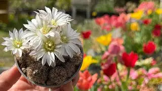 Easter Sunday cactus flowers | first cacti blooms of spring 2025 after winter rest