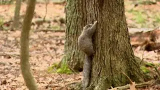 Conservation in Action: Delmarva Fox Squirrel Research at Blackwater NWR