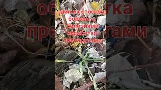 РЕЗУЛЬТАТ ПОСЛЕ ОБРЕЗКИ МАЛИНЫ НА ЗИМУ🍁🍂