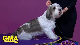 Buddy Holly wins best in show at 2023 Westminster Kennel Club dog show l GMA