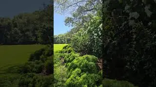 Darwin Botanic Gardens | Tropical Paradise in Northern Territory Australia 🌴🌺#shorts