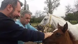 Turbo Safkan Arap, İngiliz Atlar ve Yeni Doğmuş Taylar Nasıl Nerede Yetişiyor İzle Rehber