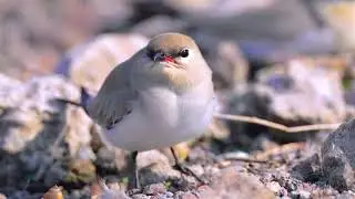 Small Pratincole/ Little Pratincole/ Small Indian Pratincole