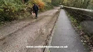 dog reactive Collie x , Nina, Lesson 4/4 lead work, recall, fun games