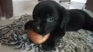 😍Enjoy watching 2m old Bella eating and playing with Apple🍎 Too cute🥰 to resist 😍