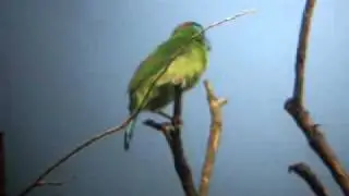 Birding Myanmar Episode 20 Blue-throated Barbet