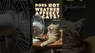 Cat behavior | Do cats need AC in summer #cat #cats #catlover @KittyKorner