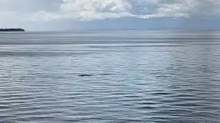 Pacific White Sided Dolphins foraging, in front of Willingdon Beach, Powell River, Malaspina Strait