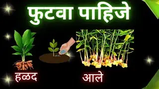 हळद व अद्रक(आले) पिकात फुटवा वाढीसाठी खत व्यवस्थापन, फवारणी व्यवस्थापन व संजीवका चा वापर ll
