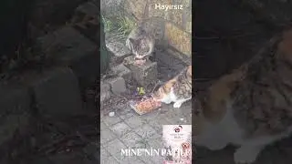 Devrek sokak hayvanları 