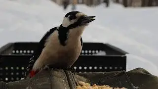 Дятел. Небольшая зарисовка / Woodpecker. A small sketch