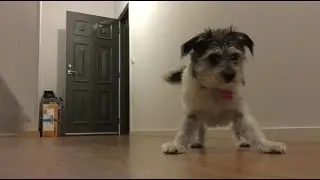 DOG GETS EXCITED OVER A TREAT!