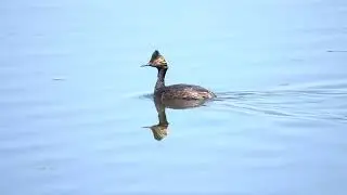 Eared Grebe Swimming