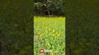 greenery at Village|nature lover.