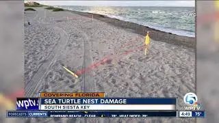 8 sea turtle nests run over on Florida beach