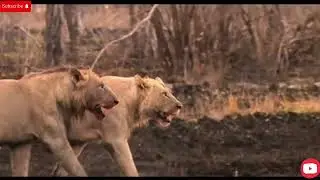 Mapogos lion coalition | Mr t & kinky tail |