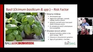 Ball Tech On Demand At Risk Crops: Basil