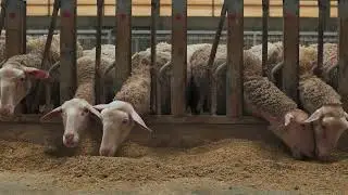 Revent x Lacaune Farm: Cinematic Video Production