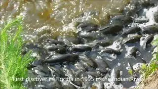 Brown Hoplo Catfish, Invasive Fish From South America