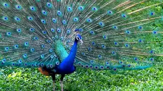 Amazing Peacock Facts for Kids | Fun & Educational Animal Video