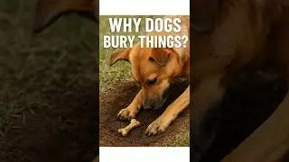Why Dogs Bury Things in the Ground 🐶 | Dog Instinct Explained!